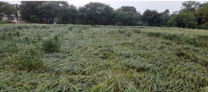 रतलाम: मौसम बदला-बिजली और बादलों की गड़गड़ाहट के साथ कई स्थानों पर हुई बारिश, शहर में गिरे ओले, किसानों का कहना- मुंह में आया निवाला छिन गया रतलाम: मौसम बदला-बिजली और बादलों की गड़गड़ाहट के साथ कई स्थानों पर हुई बारिश, शहर में गिरे ओले, किसानों का कहना- मुंह में आया निवाला छिन गया