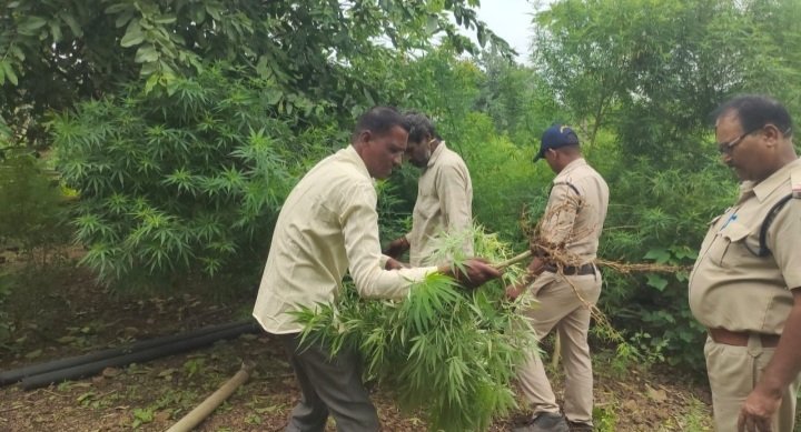 रतलाम: खेत में लगा रखा था गांजा, पुलिस ने दी दबिश,174 किलोग्राम के गांजा पौधे बरामद, एक युवक गिरफ्तार रतलाम: खेत में लगा रखा था गांजा, पुलिस ने दी दबिश,174 किलोग्राम के गांजा पौधे बरामद, एक युवक गिरफ्तार