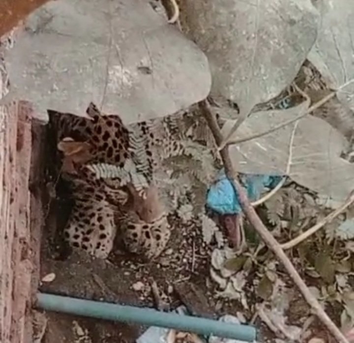 रतलाम: गांधीनगर और रेलवे कॉलोनी में दिखा तेंदुआ, एक रेलकर्मी को किया घायल, वन विभाग की रेस्क्यू टीम मौके पर पहुंची रतलाम: गांधीनगर और रेलवे कॉलोनी में दिखा तेंदुआ, एक रेलकर्मी को किया घायल, वन विभाग की रेस्क्यू टीम मौके पर पहुंची