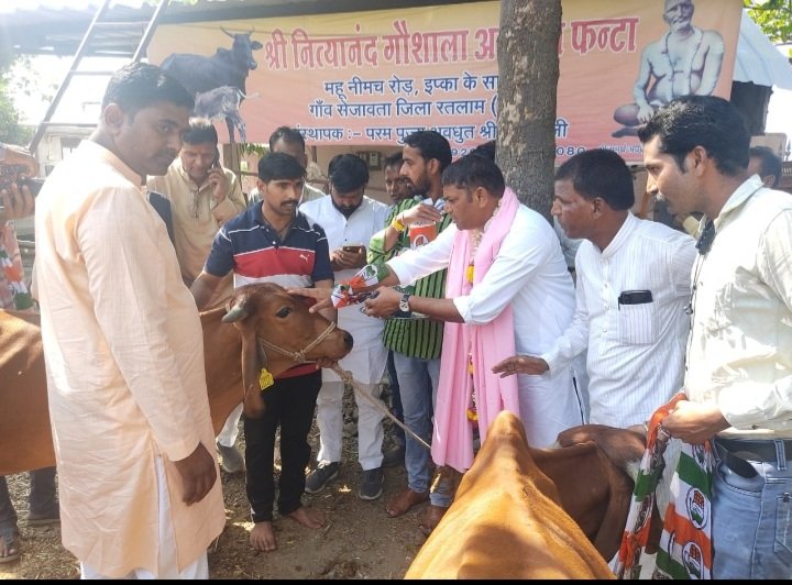 रतलाम: जनसंपर्क के पहले रतलाम ग्रामीण से कांग्रेस प्रत्याशी श्री डिंडोर ने की गौमाता की पूजा, फलों से तोला गया रतलाम: जनसंपर्क के पहले रतलाम ग्रामीण से कांग्रेस प्रत्याशी श्री डिंडोर ने की गौमाता की पूजा, फलों से तोला गया