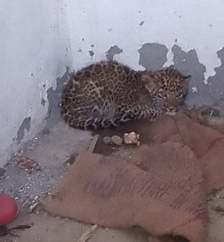 रतलाम : बाजना क्षेत्र में मिला तेंदुए का बच्चा,कुएं में गिरा था,ग्रामीणों ने किया रेस्क्यू,वन अधिकारियो को सौंपा रतलाम : बाजना क्षेत्र में मिला तेंदुए का बच्चा,कुएं में गिरा था,ग्रामीणों ने किया रेस्क्यू,वन अधिकारियो को सौंपा
